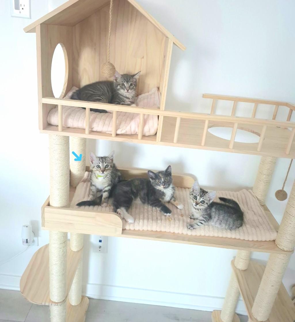 Enlarge Luca, an adopted Domestic Short Hair in Orange, CA image 4/6