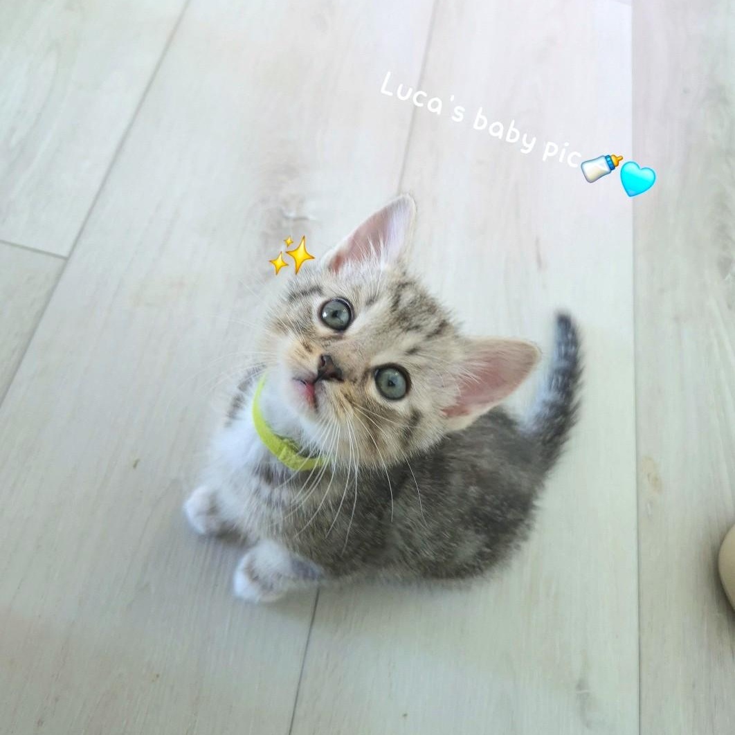 Enlarge Luca, an adopted Domestic Short Hair in Orange, CA image 6/6