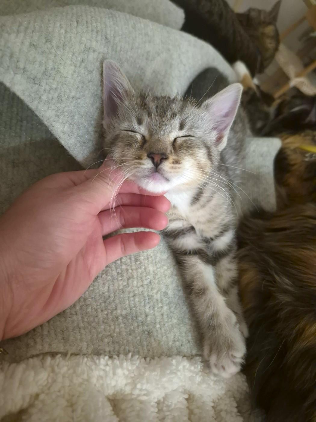 Enlarge Luca, an adopted Domestic Short Hair in Orange, CA image 2/6