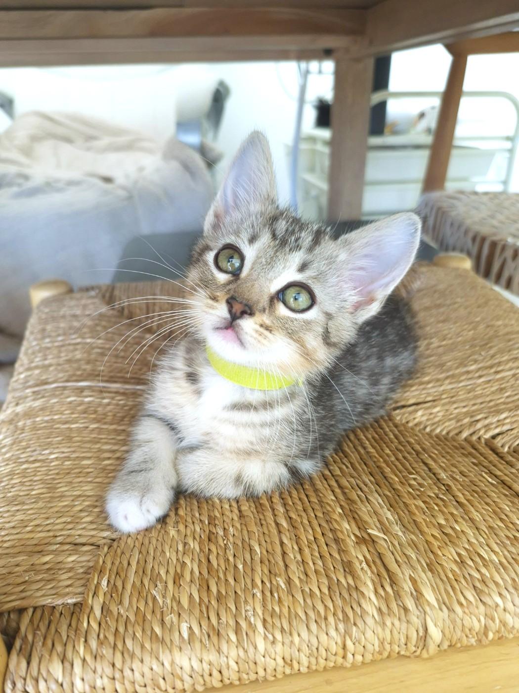 Enlarge Luca, an adopted Domestic Short Hair in Orange, CA image 1/6