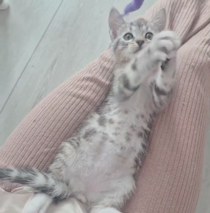 Enlarge Luca, an adopted Domestic Short Hair in Orange, CA video 5/6