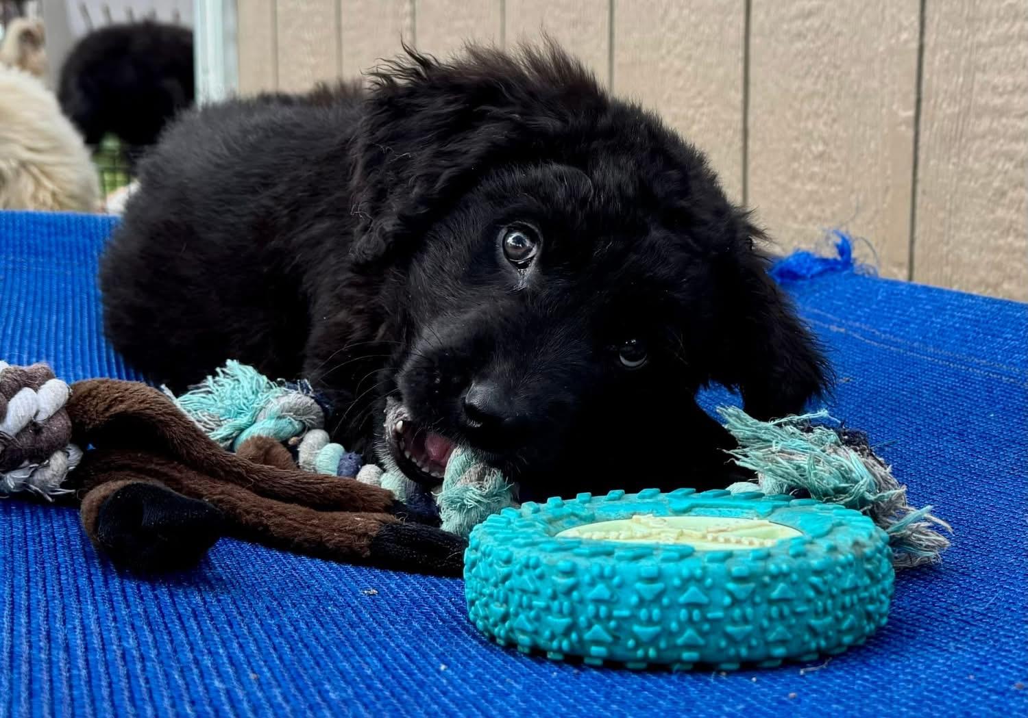 Enlarge Smalls, an adopted mixed breed in Southlake, TX image 4/6