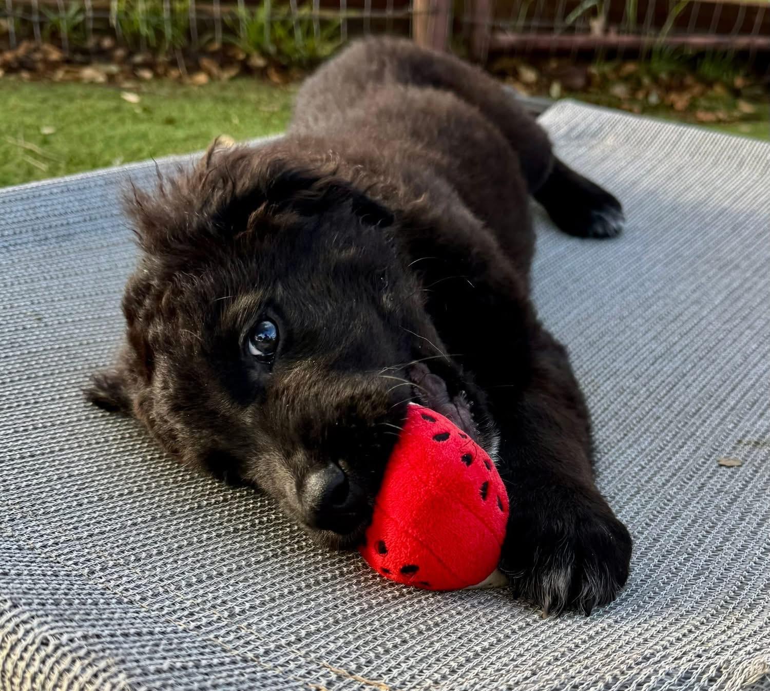 Enlarge Smalls, an adopted mixed breed in Southlake, TX image 2/6