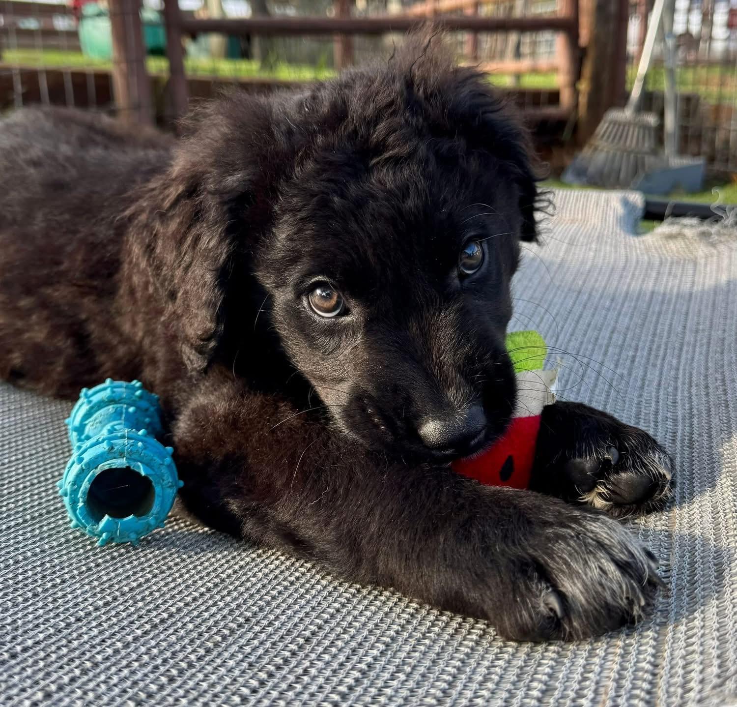 Enlarge Smalls, an adopted mixed breed in Southlake, TX image 3/6