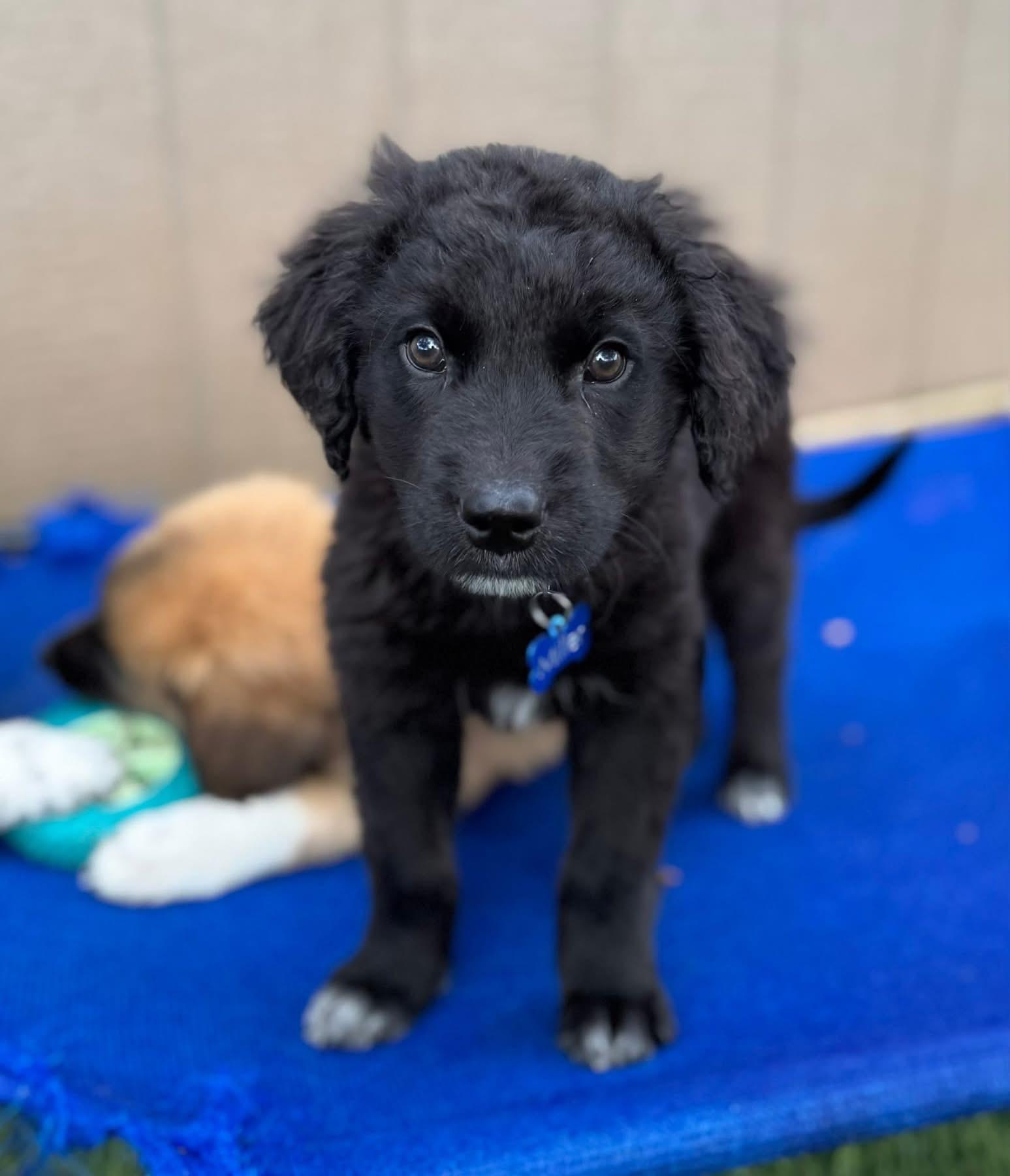 Enlarge Smalls, an adopted mixed breed in Southlake, TX image 5/6