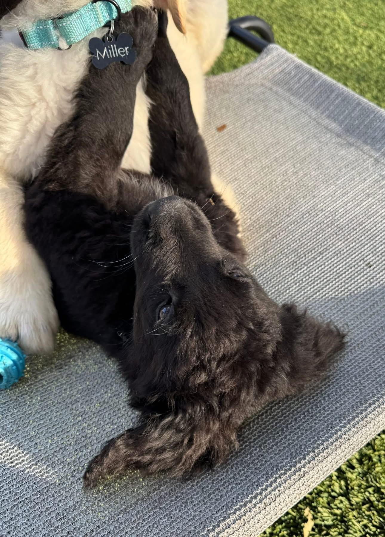 Enlarge Smalls, an adopted mixed breed in Southlake, TX image 6/6