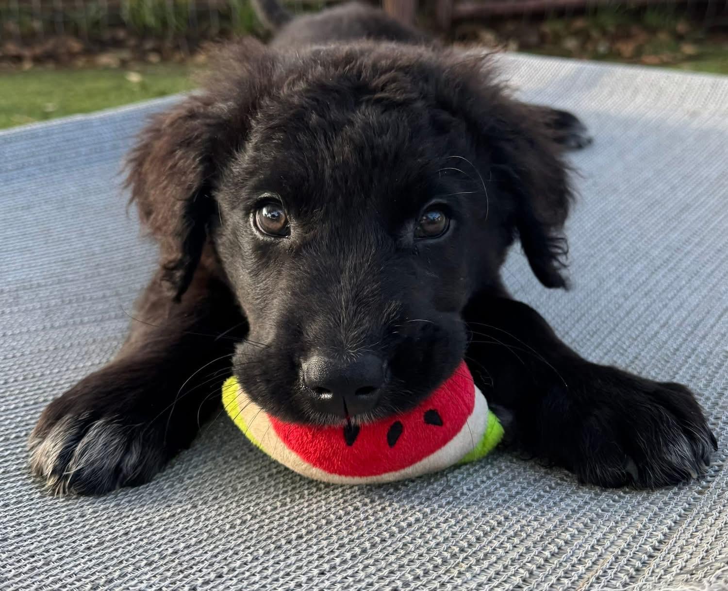 Smalls, adopted, Puppy Male Labrador Retriever.
