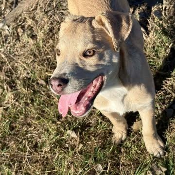 Enlarge Fester, a Adoptable mixed breed in Center Point, TX image 4/5
