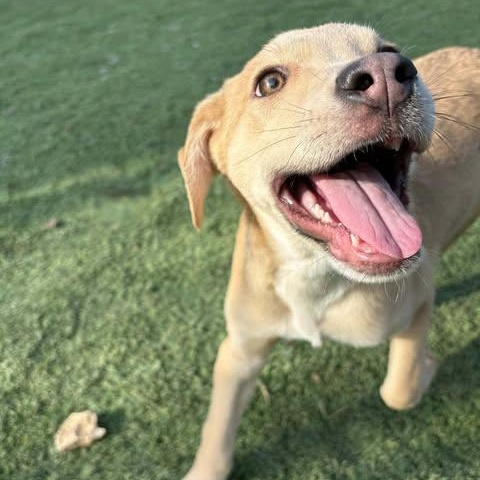 Enlarge Fester, a Adoptable mixed breed in Center Point, TX image 3/5
