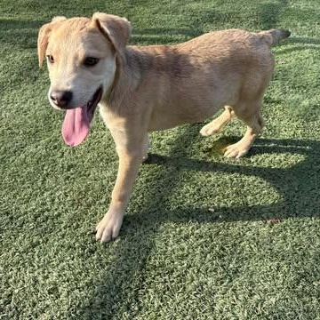 Enlarge Fester, a Adoptable mixed breed in Center Point, TX image 2/5