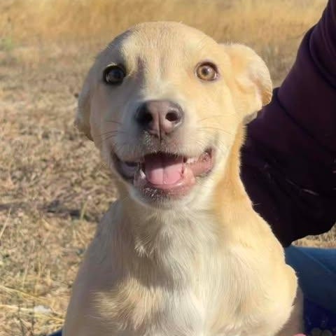 Fester, Adoptable, Young Male Australian Cattle Dog / Blue Heeler & German Shepherd Dog.