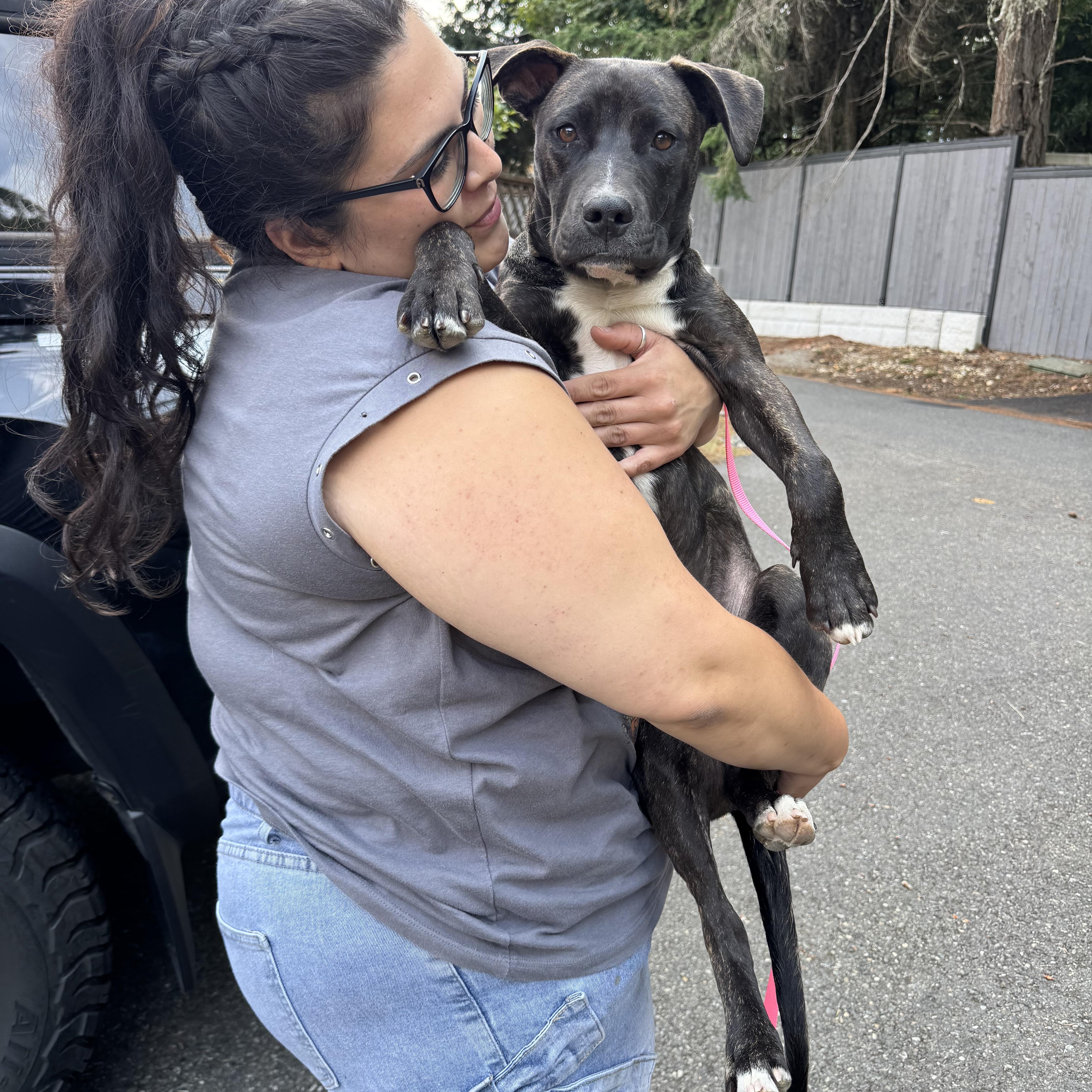 Clyde, an adopted mixed breed in Portland, OR image 2/6