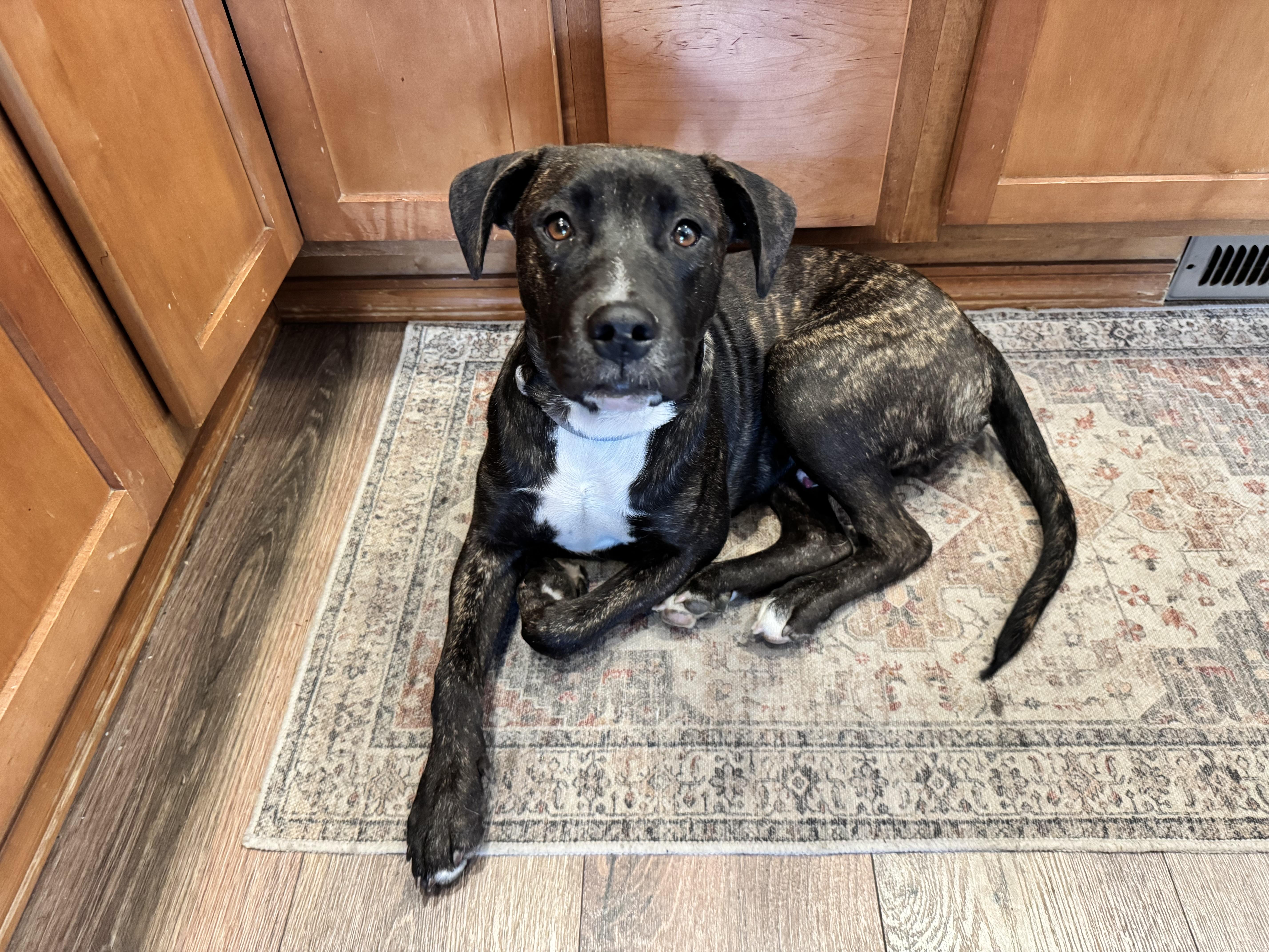 Clyde, adopted, Puppy Male American Staffordshire Terrier.