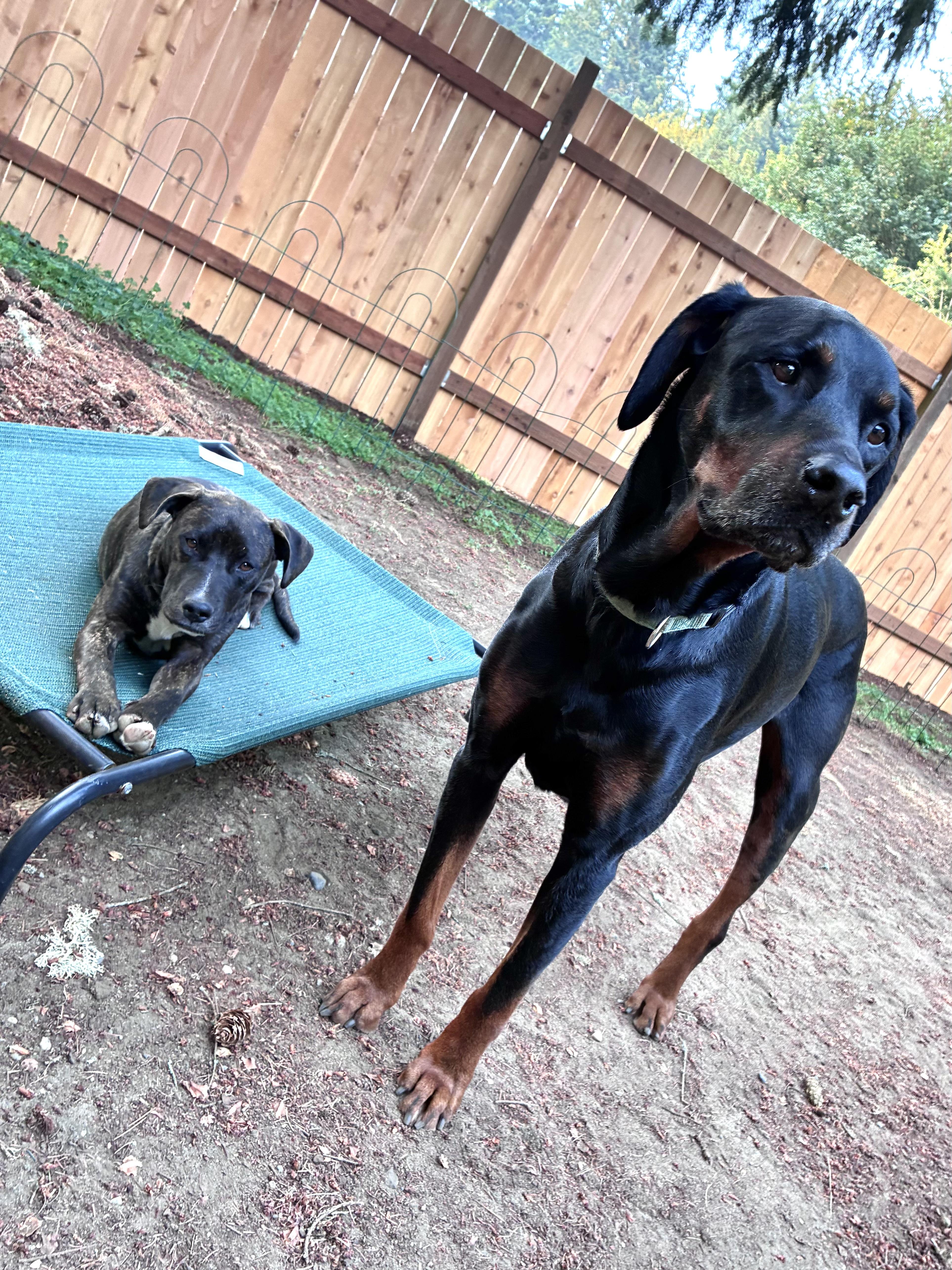 Clyde, an adopted mixed breed in Portland, OR image 5/6