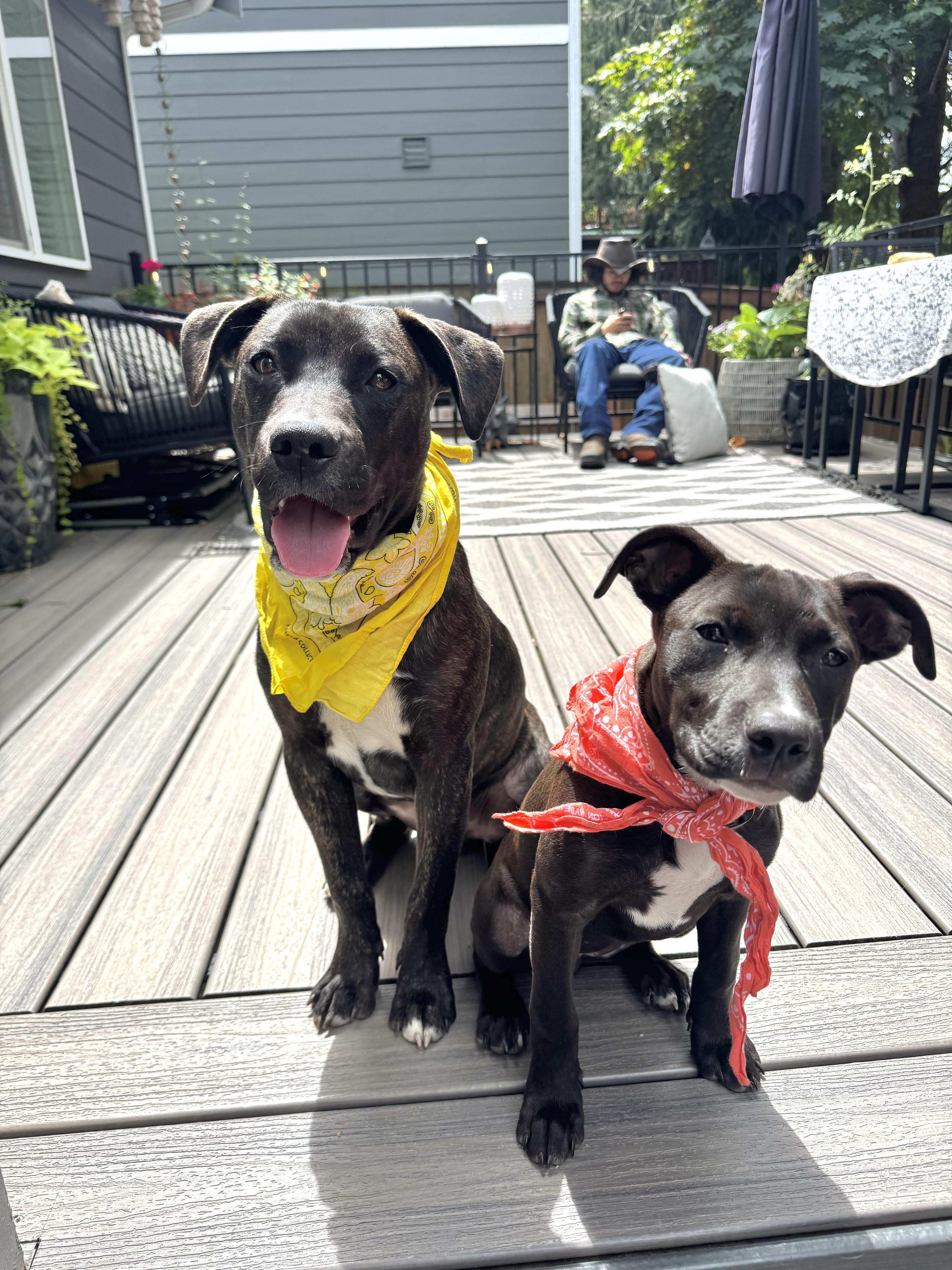 Clyde, an adopted mixed breed in Portland, OR image 6/6