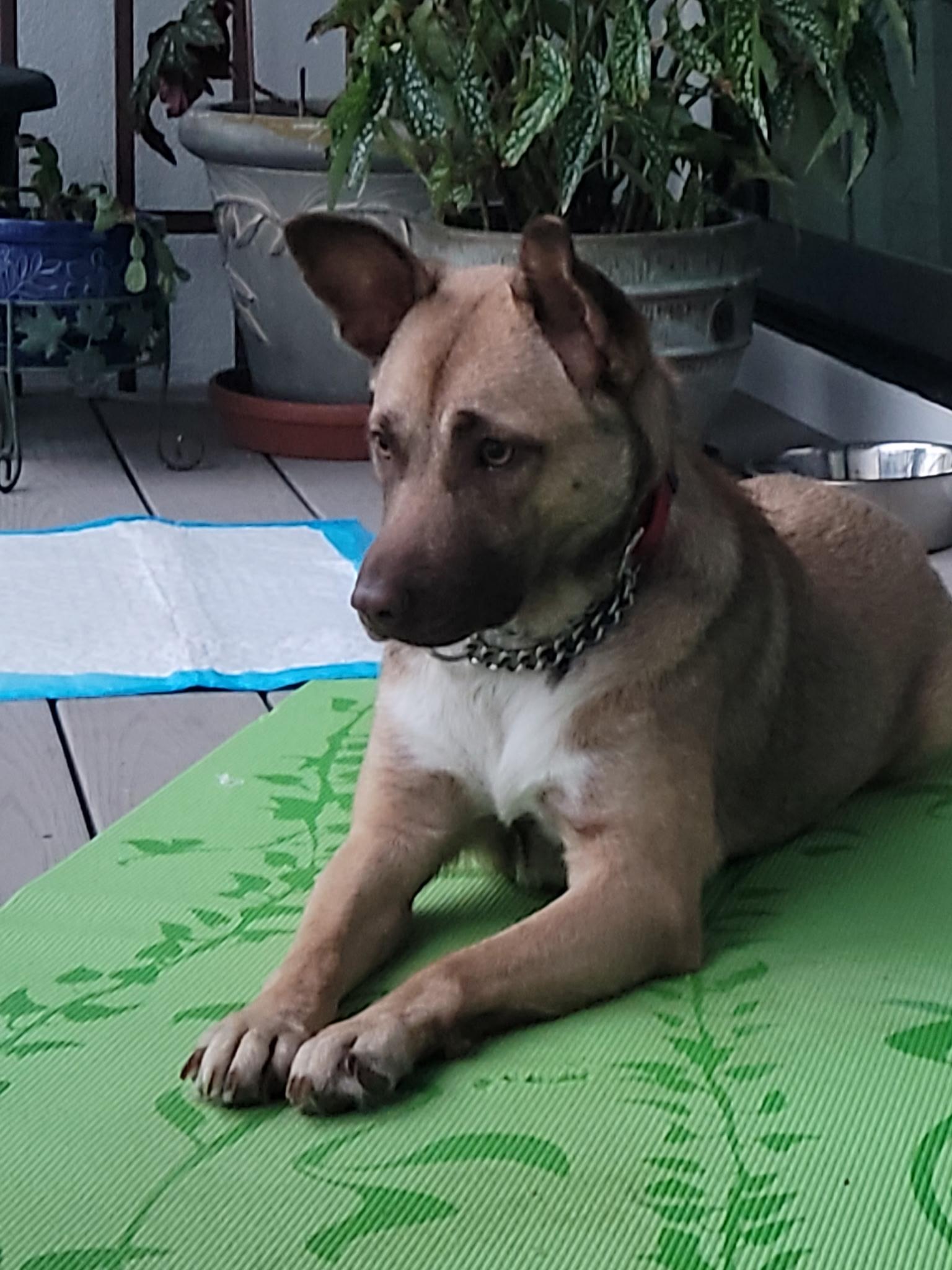 Enlarge Maizy, a Adoptable mixed breed in Wilmington, NC image 1/1