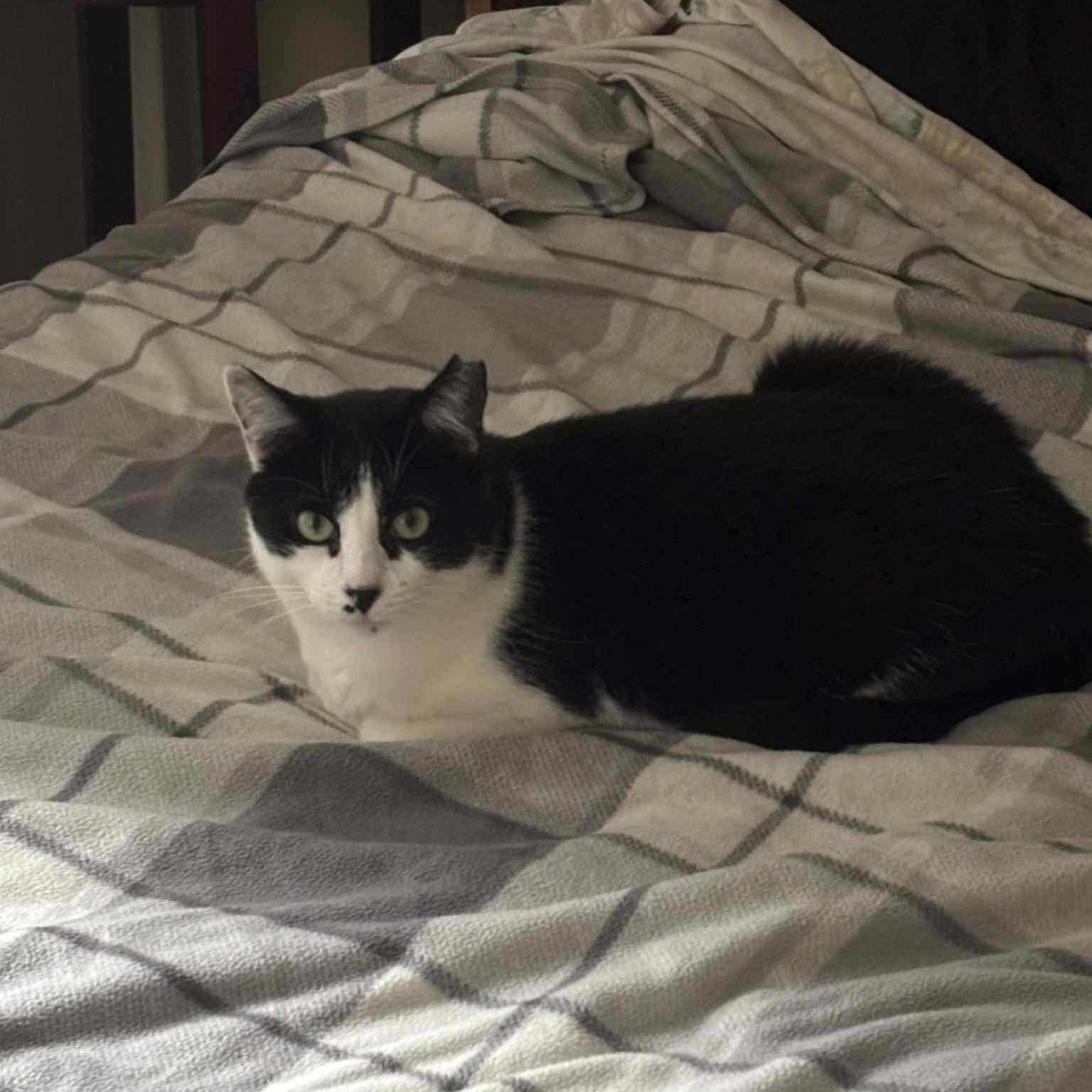 Charlie, a Adoptable Domestic Short Hair in Terrebonne, QC image 3/6