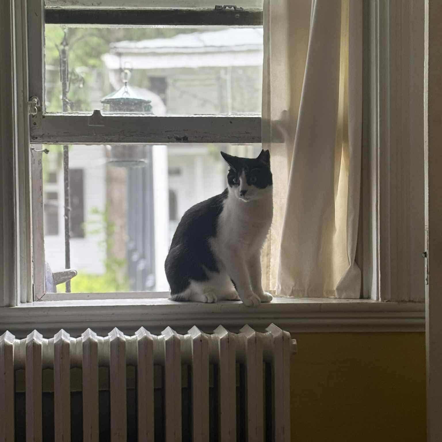 Charlie, Adoptable, Adult Male Domestic Short Hair.