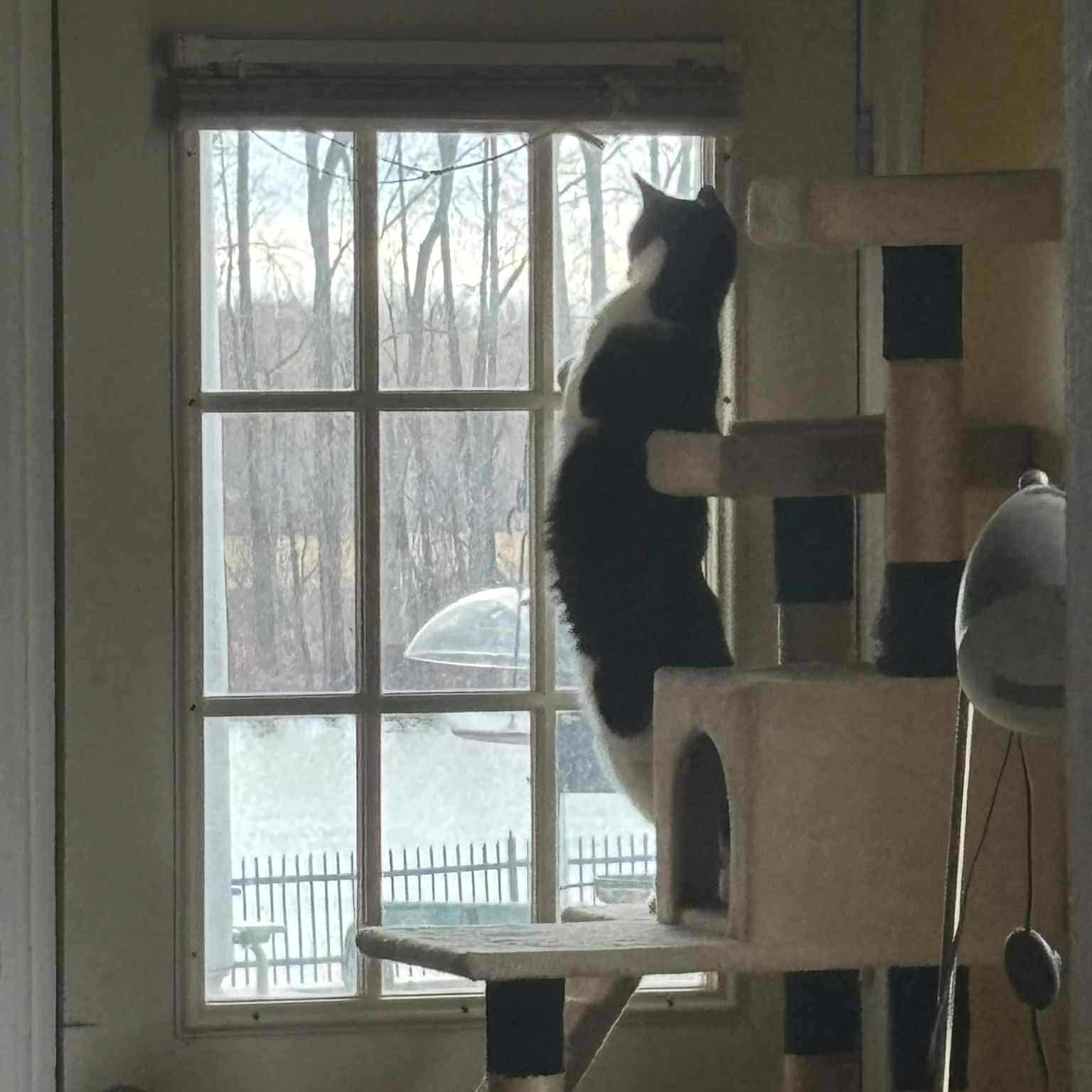 Charlie, a Adoptable Domestic Short Hair in Terrebonne, QC image 5/6