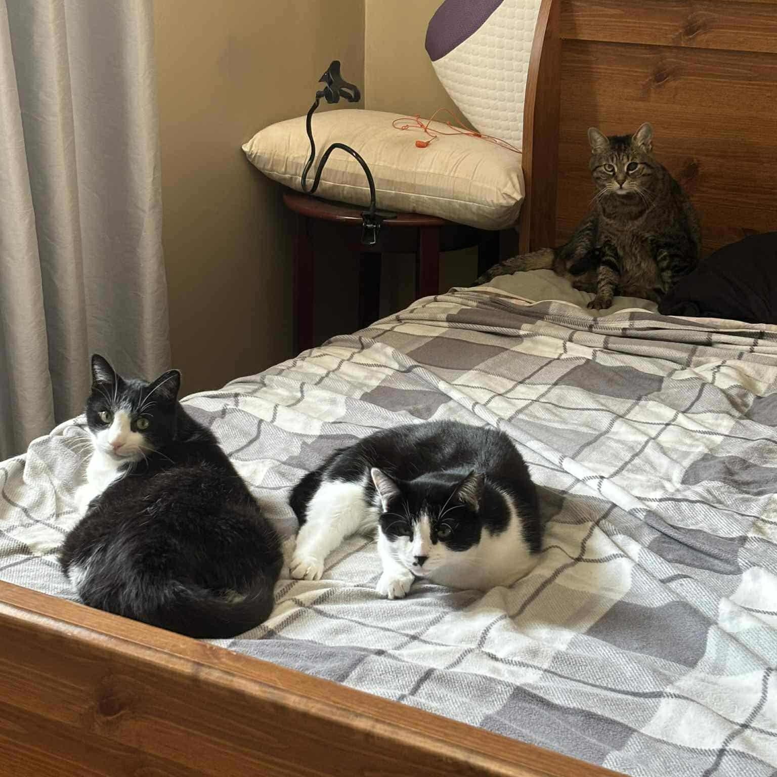 Charlie, a Adoptable Domestic Short Hair in Terrebonne, QC image 6/6