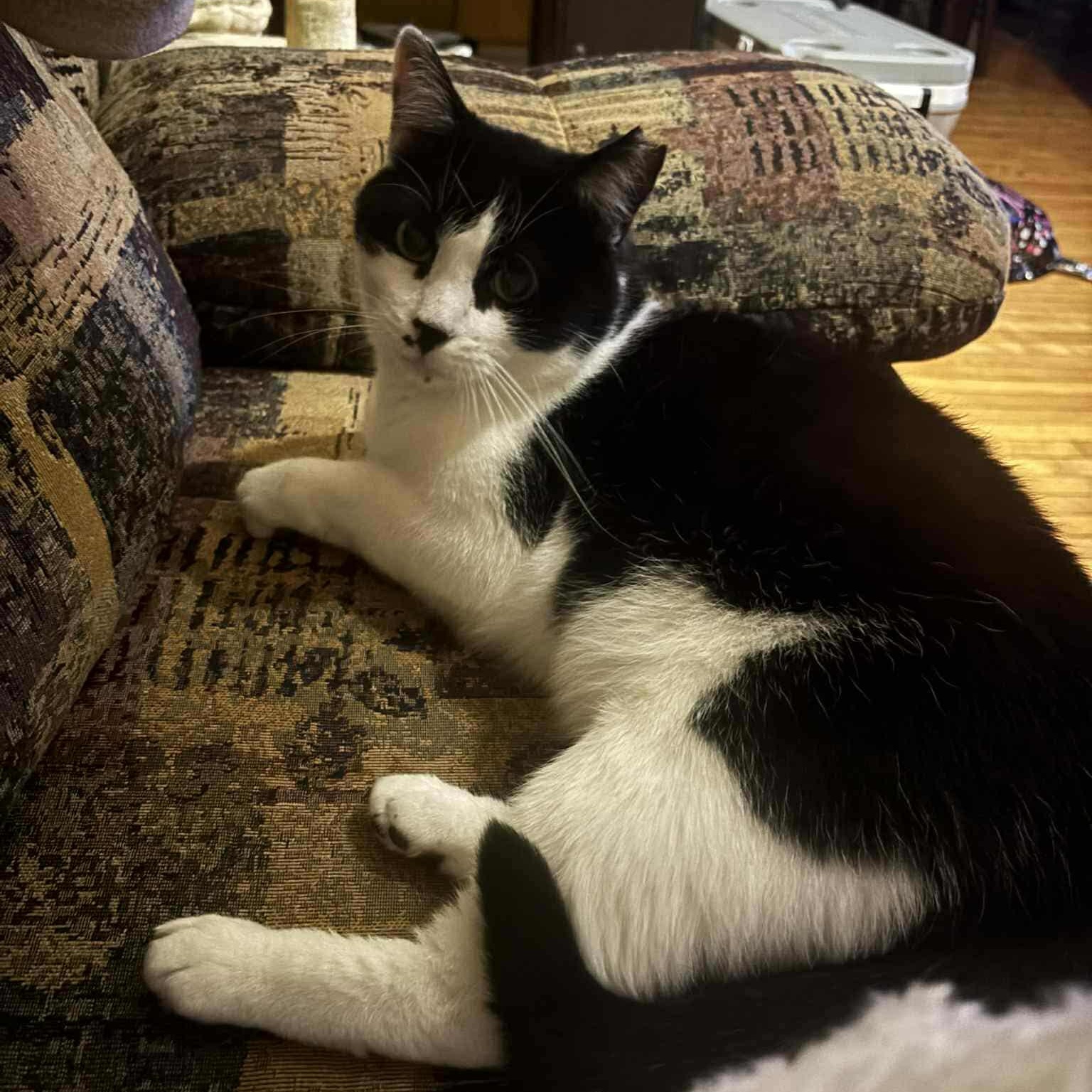 Charlie, a Adoptable Domestic Short Hair in Terrebonne, QC image 4/6