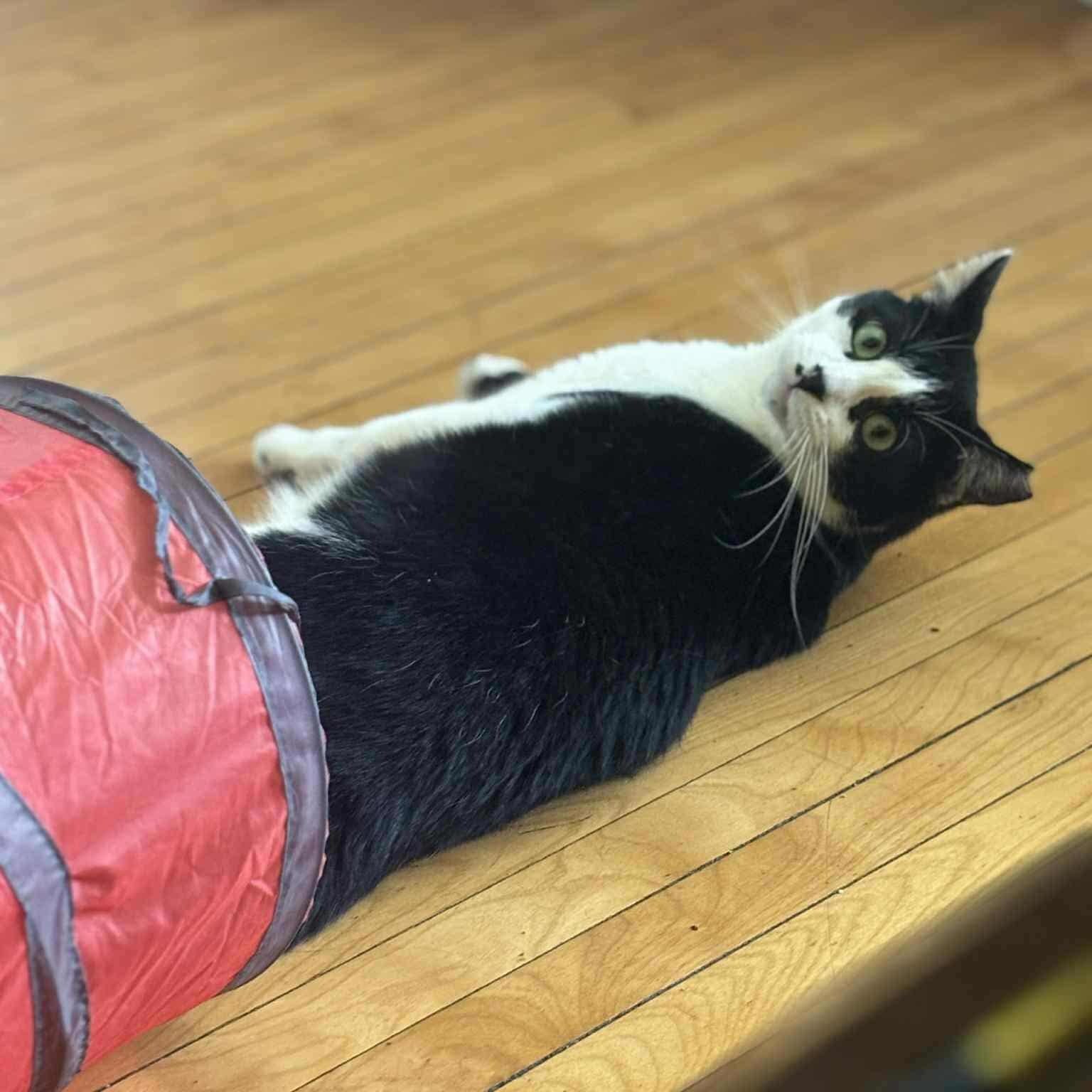 Charlie, a Adoptable Domestic Short Hair in Terrebonne, QC image 2/6