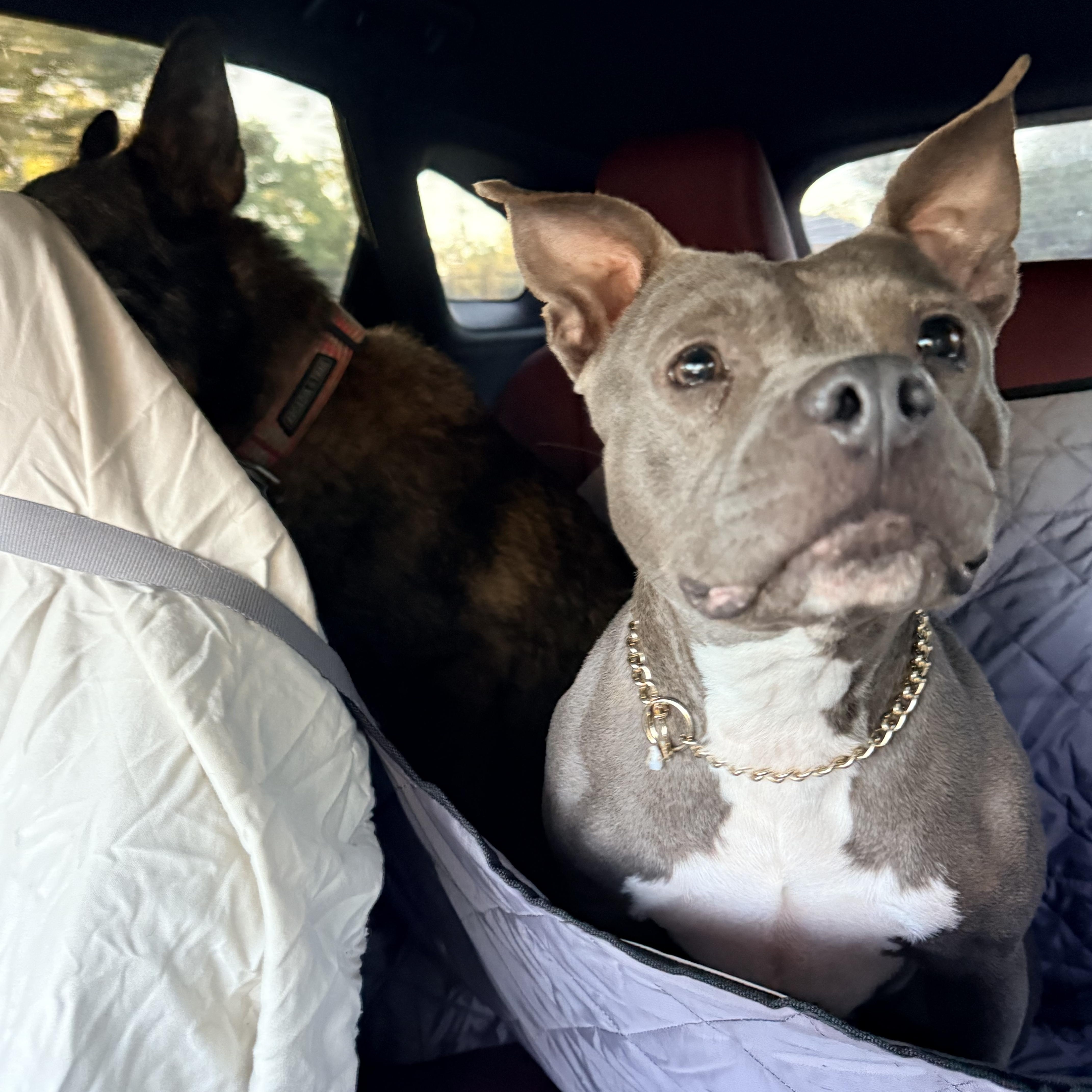 Enlarge Blair, an adopted Pit Bull Terrier in Douglas, GA image 4/4