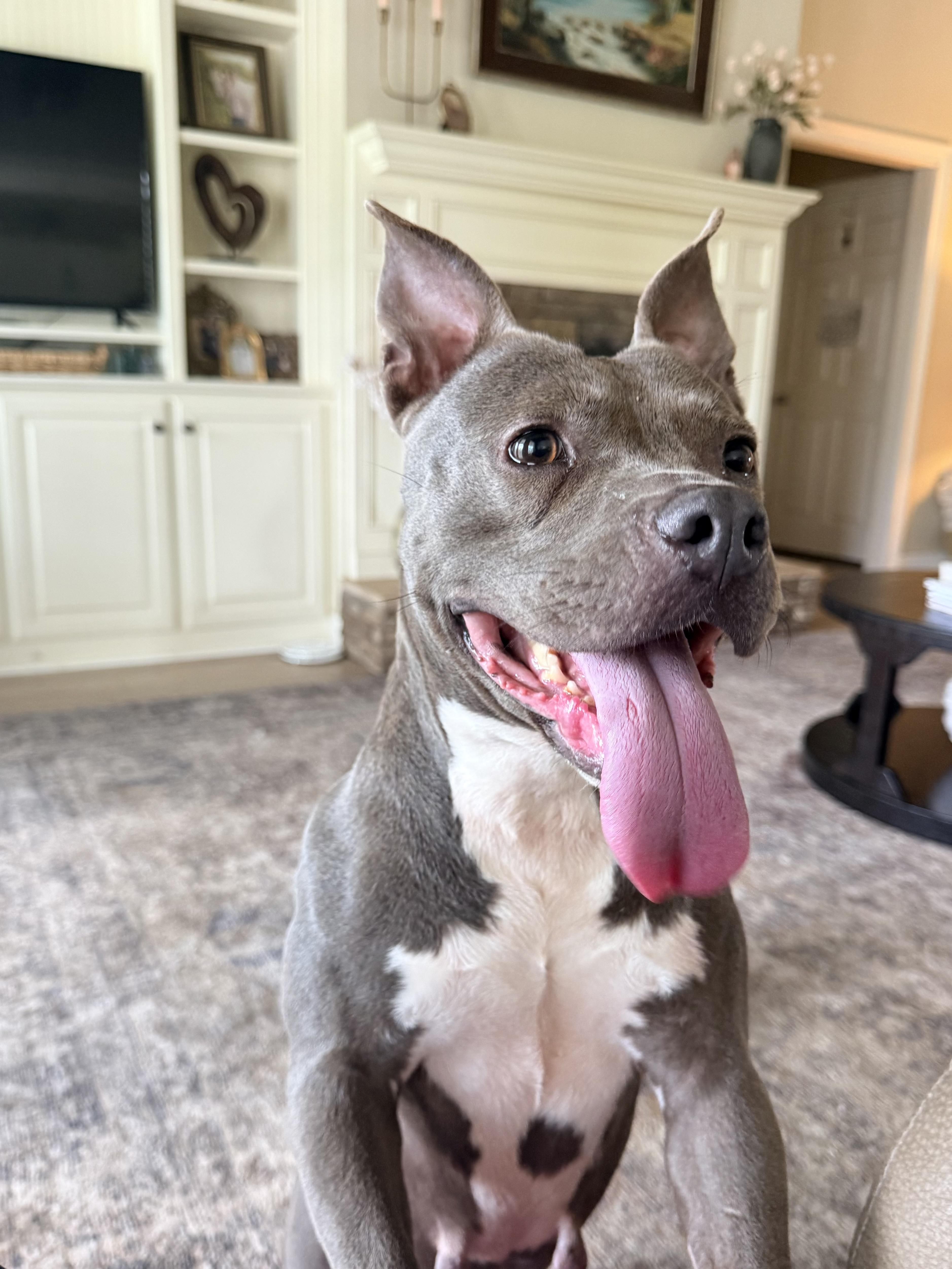 Enlarge Blair, an adopted Pit Bull Terrier in Douglas, GA image 2/4