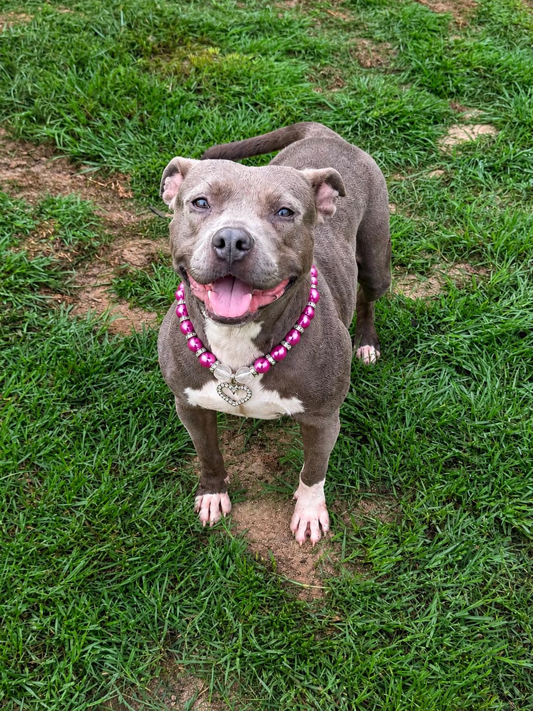 Blair, adopted, Young Female Pit Bull Terrier.