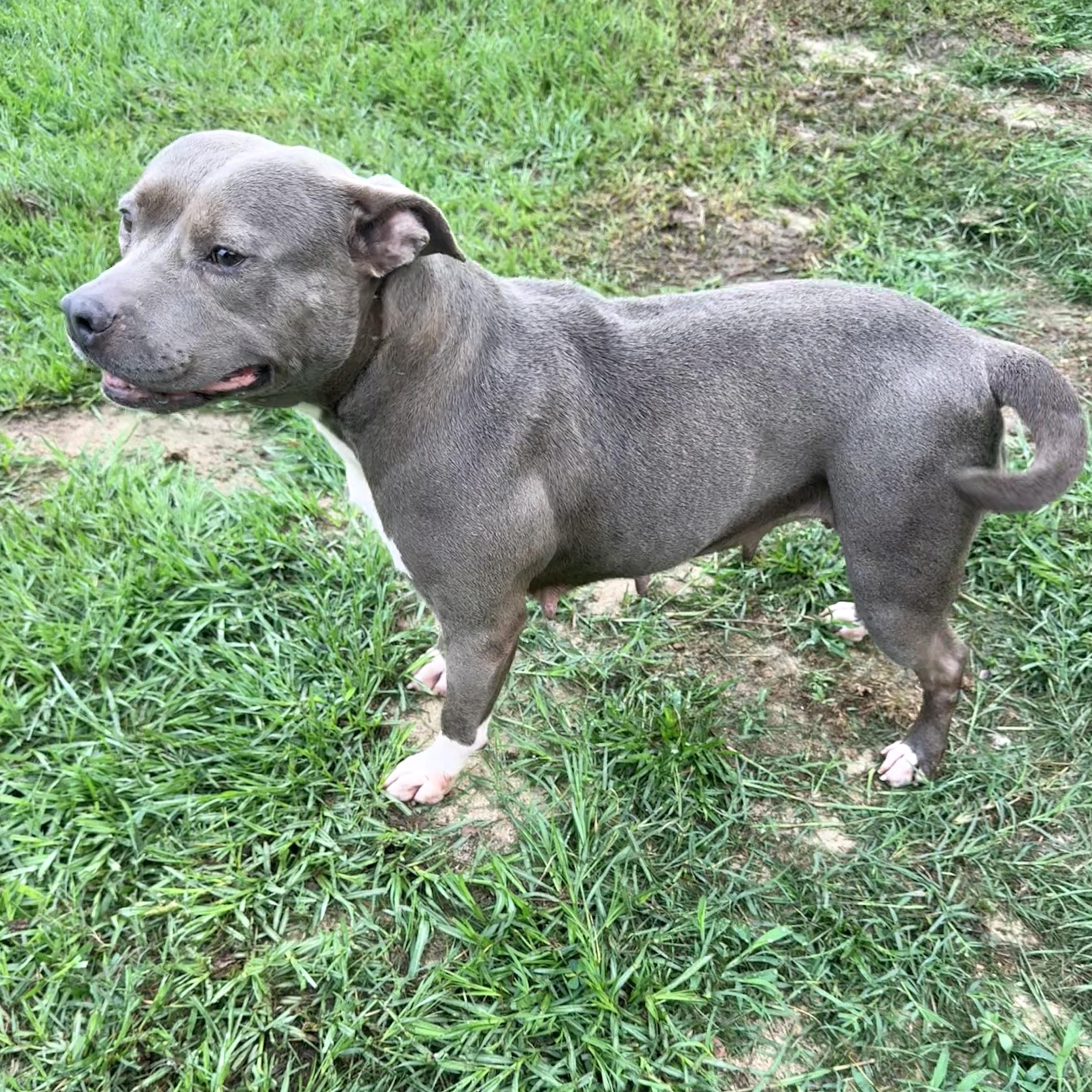 Enlarge Blair, an adopted Pit Bull Terrier in Douglas, GA image 3/4