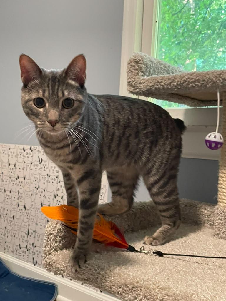 Enlarge Frisbee, a ADOPTABLE Domestic Short Hair in Alpharetta, GA image 5/5