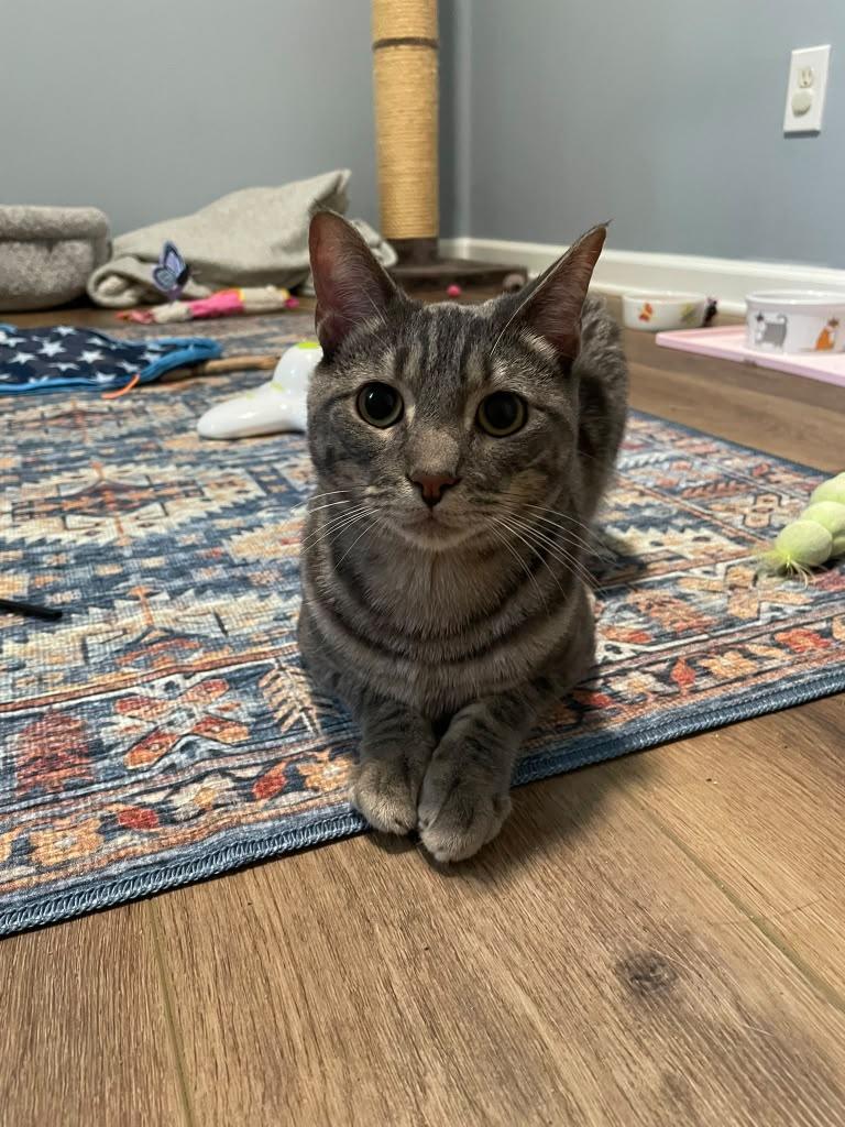 Enlarge Frisbee, a ADOPTABLE Domestic Short Hair in Alpharetta, GA image 2/5