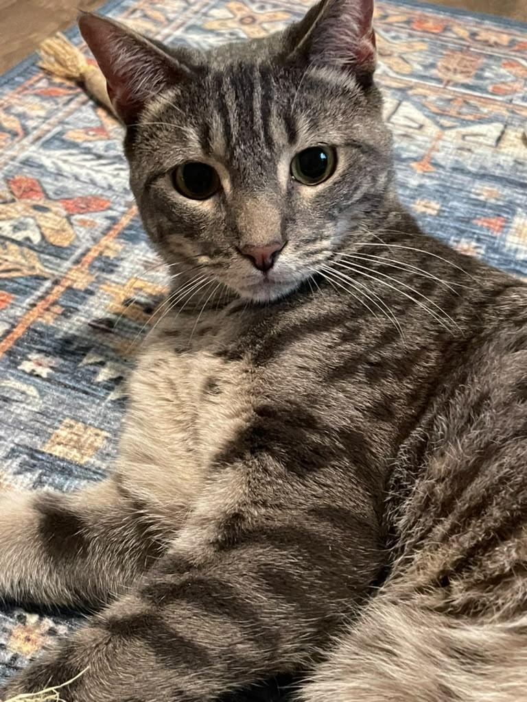 Frisbee, ADOPTABLE, Young Male Domestic Short Hair.
