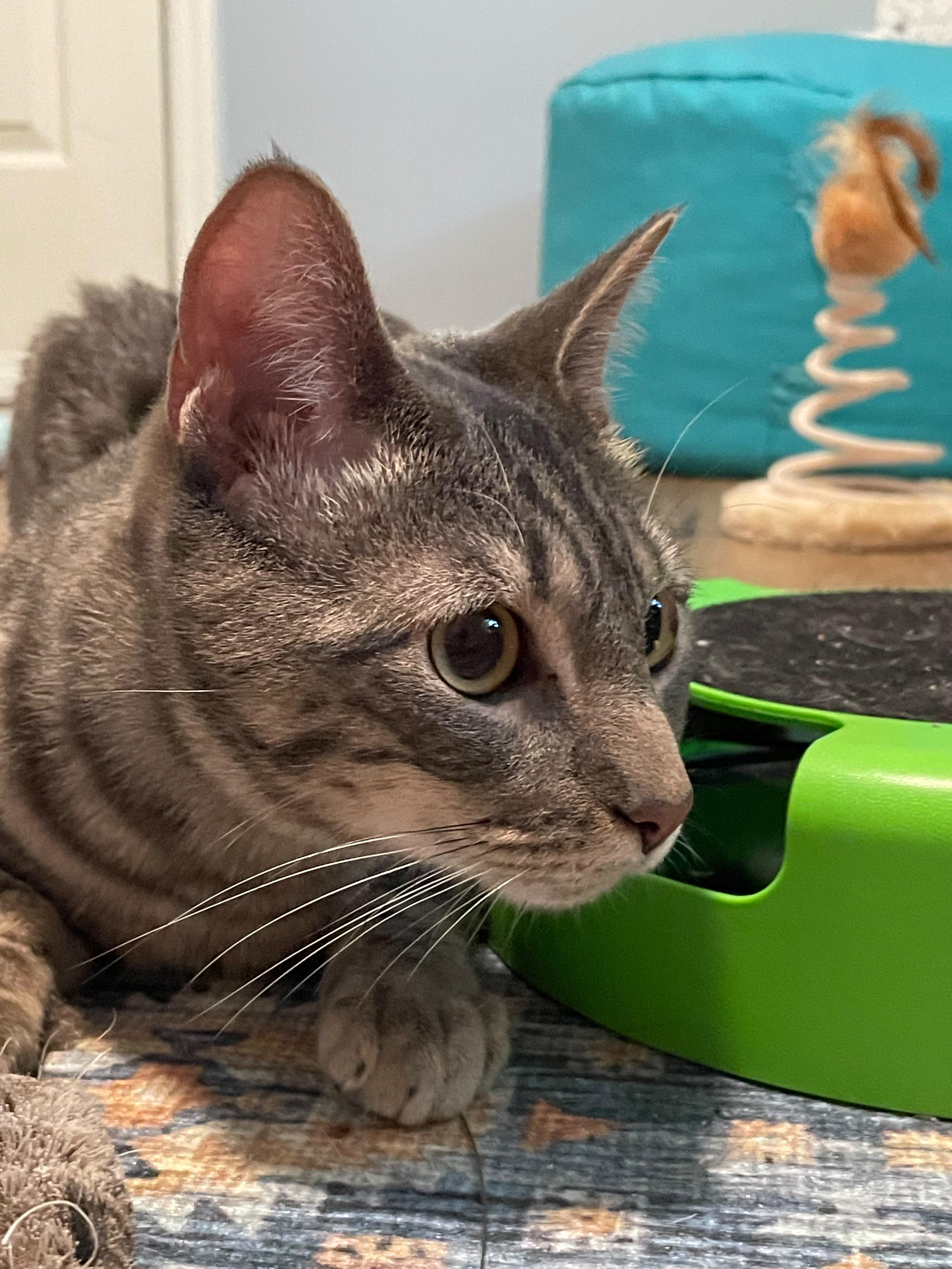 Enlarge Frisbee, a ADOPTABLE Domestic Short Hair in Alpharetta, GA image 4/5
