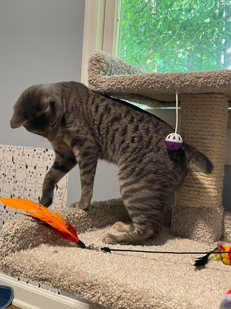 Enlarge Frisbee, a ADOPTABLE Domestic Short Hair in Alpharetta, GA image 3/5
