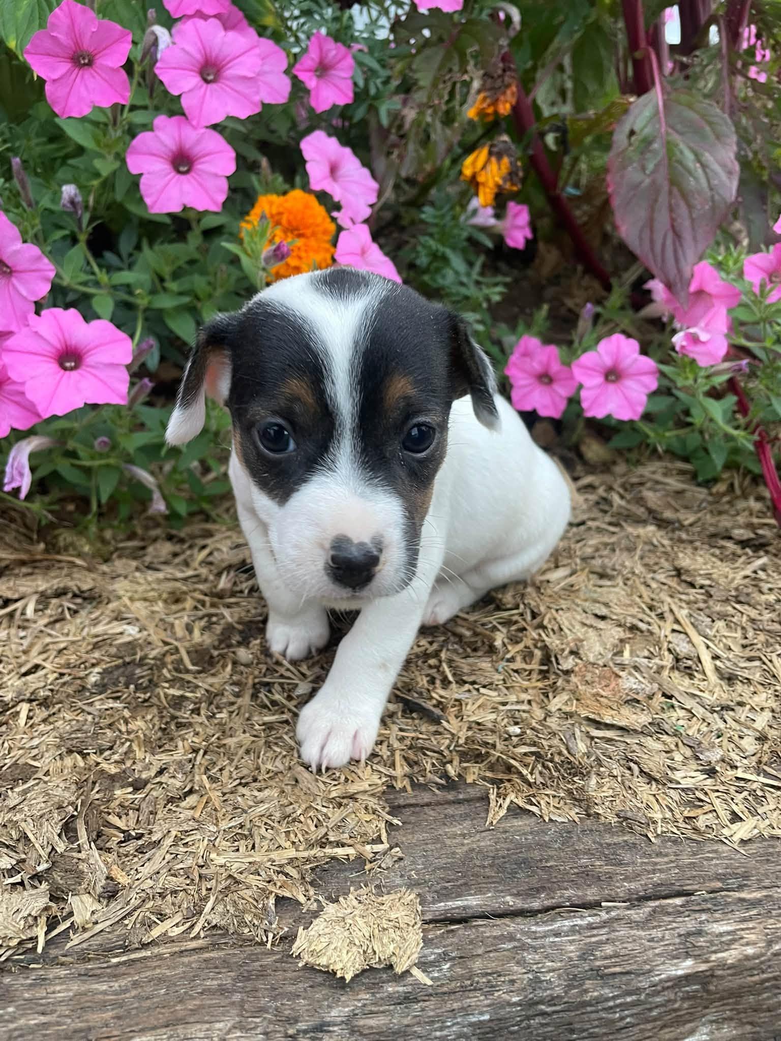 Daisy, Adoptable, Puppy Female Jack Russell Terrier.