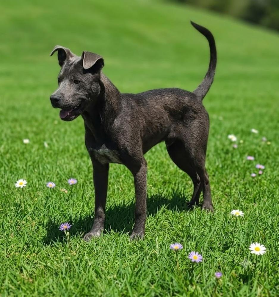 Stimpy, Adoptable, Adult Male Shepherd & Australian Cattle Dog / Blue Heeler.
