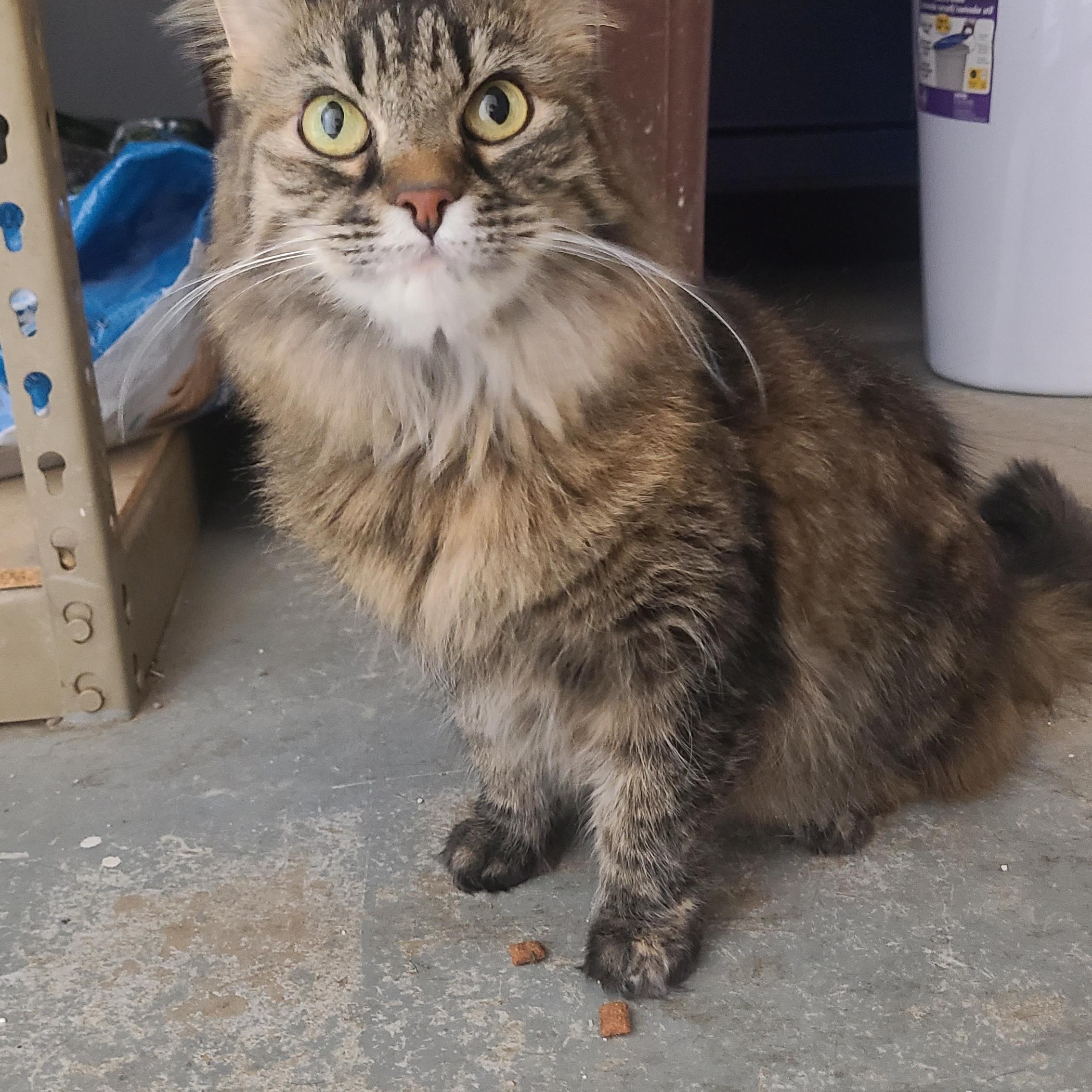 Gemma, adopted, Young Female Domestic Long Hair.