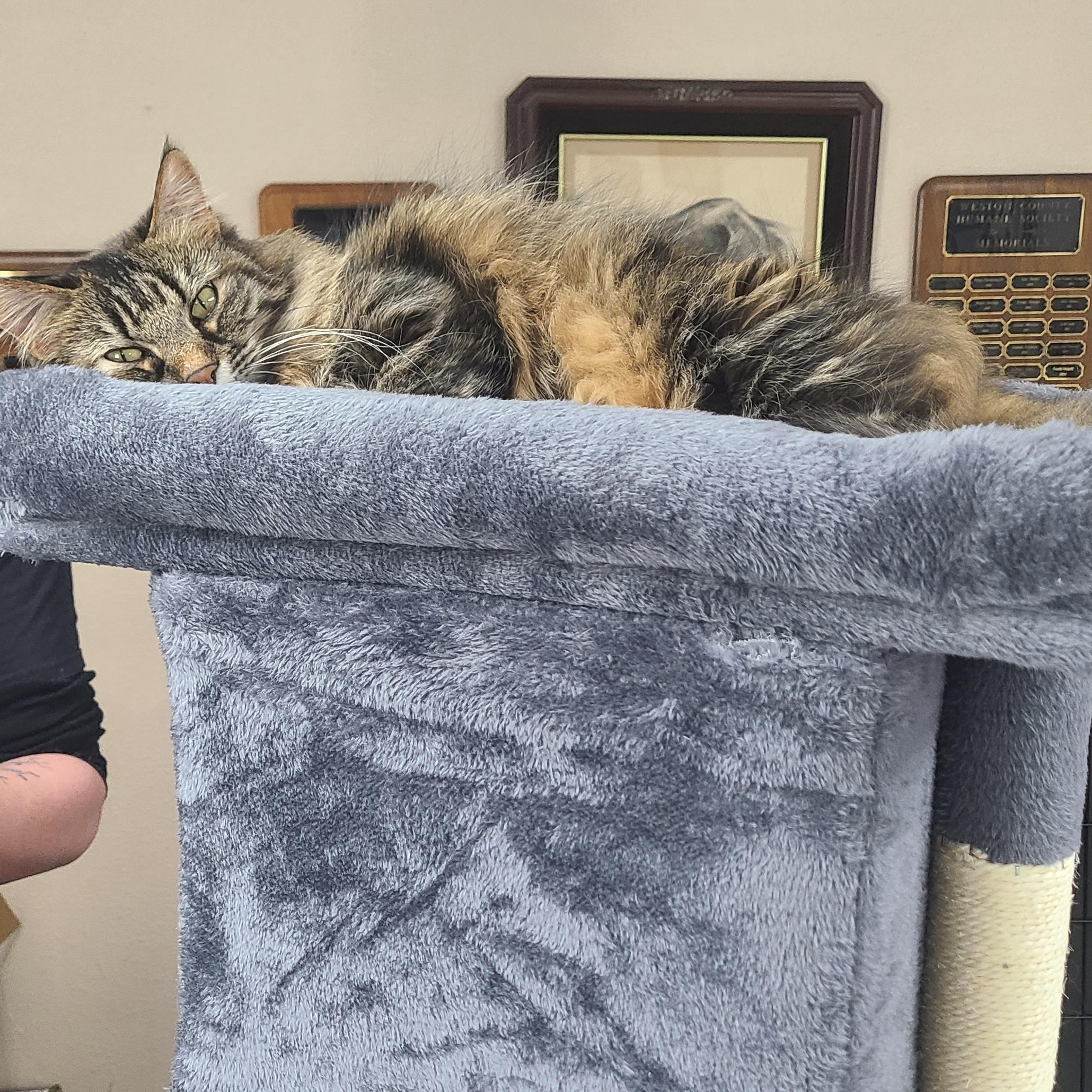 Enlarge Gemma, an adopted Domestic Long Hair in Newcastle, WY image 2/2