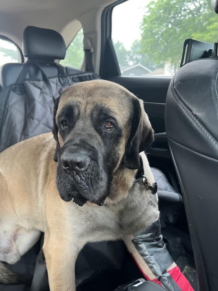 Goosifer, Adoptable, Adult Male Bullmastiff.