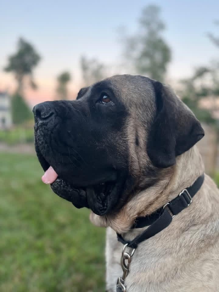 Enlarge Goosifer, a Adoptable Bullmastiff in Grove City, OH image 3/5