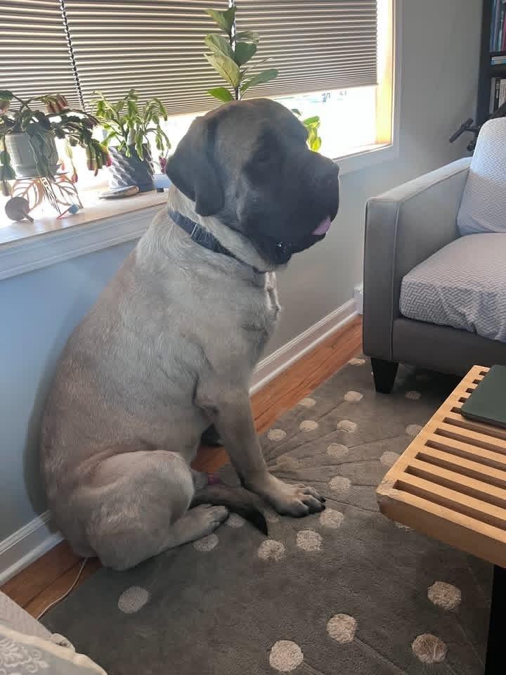 Enlarge Goosifer, a Adoptable Bullmastiff in Grove City, OH image 4/5