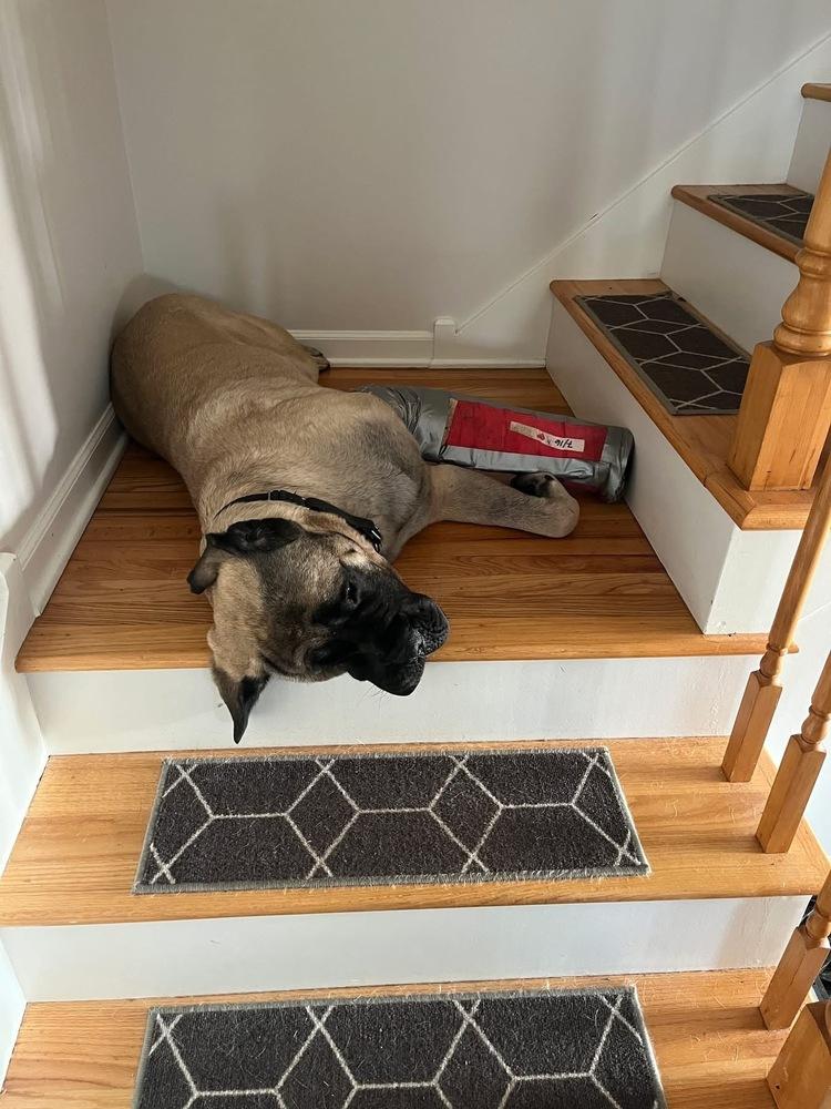Enlarge Goosifer, a Adoptable Bullmastiff in Grove City, OH image 5/5