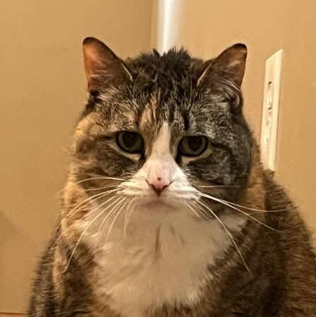 Elsa, Adoptable, Senior Female Domestic Short Hair.