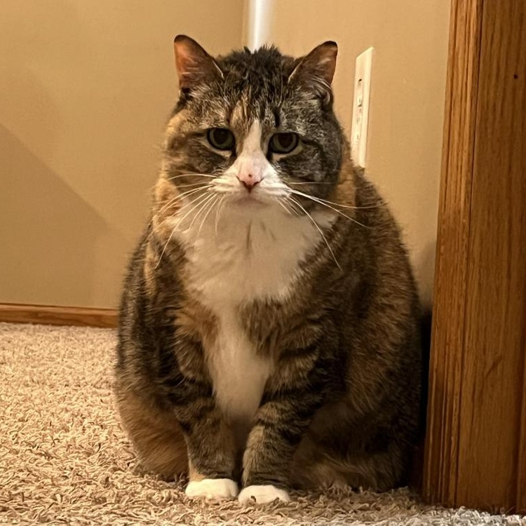 Enlarge Elsa, a Adoptable Domestic Short Hair in Plymouth, MN image 2/2