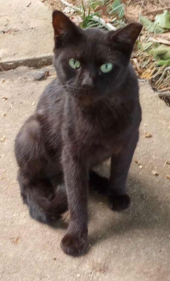 Enlarge Mickey, a Adoptable Domestic Short Hair in Staley, NC image 1/1