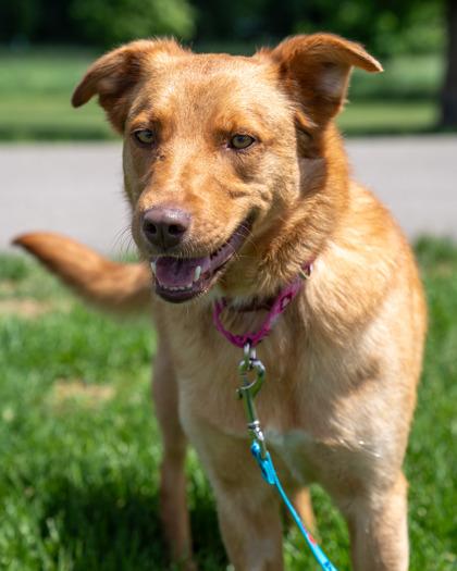 Naya (Blue), Adoptable, Adult Female Australian Shepherd & Mixed Breed.