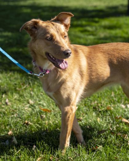 Enlarge Naya (Blue), a Adoptable mixed breed in Pequot Lakes, MN image 3/3