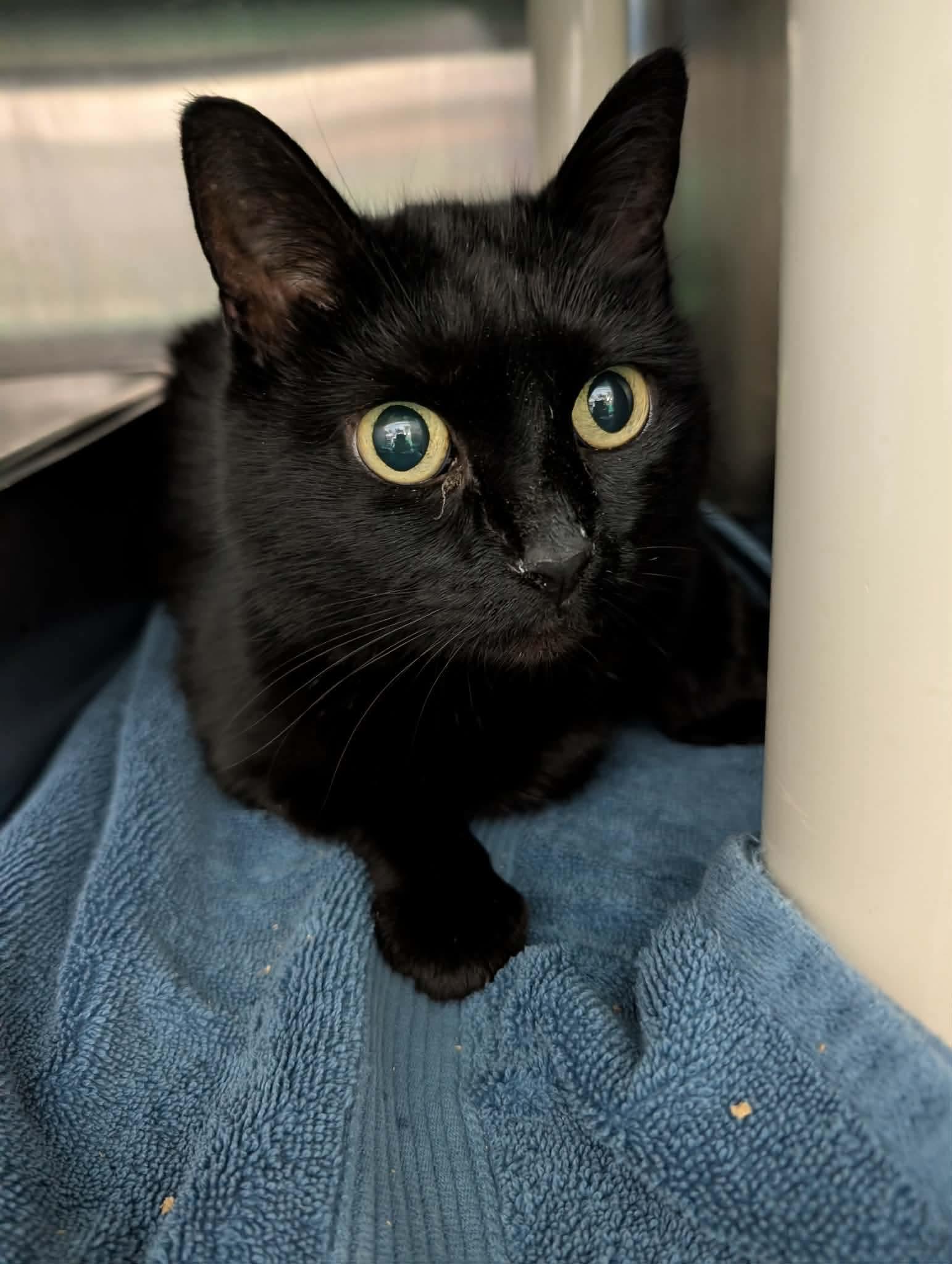 Enlarge Moonie: Visit At Petsmart Lynchburg, a Adoptable mixed breed in Rustburg, VA image 1/1