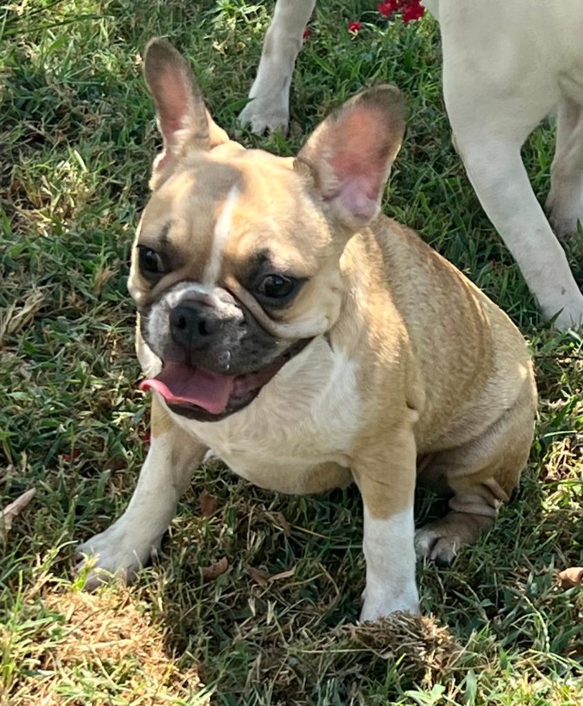 Bonnie, Adopted, Young Female French Bulldog.